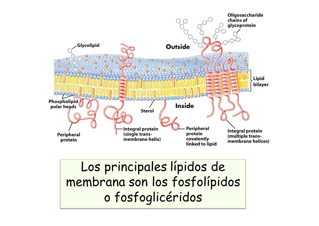 Los principales lípidos de membrana son los fosfolípidos o fosfoglicéridos