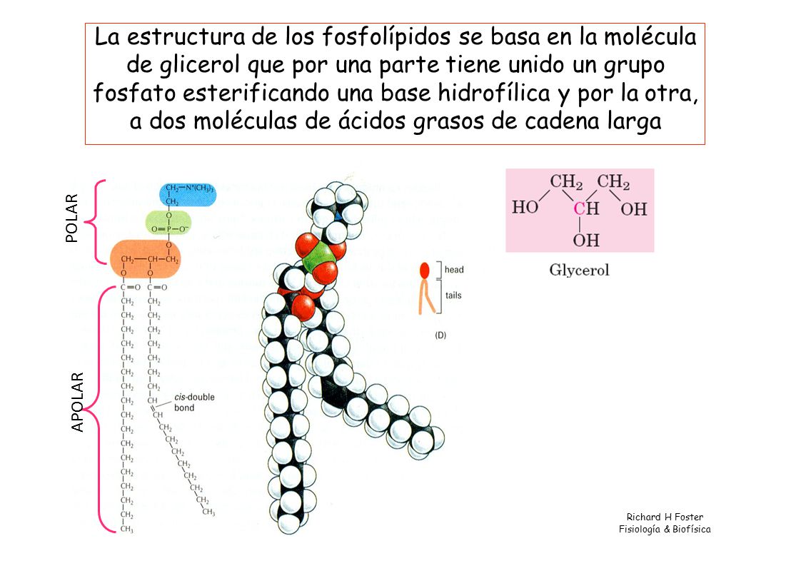 La estructura de los fosfolípidos se basa en la molécula de glicerol que por una parte tiene unido un grupo fosfato esterificando una base hidrofílica y por la otra, a dos moléculas de ácidos grasos de cadena larga