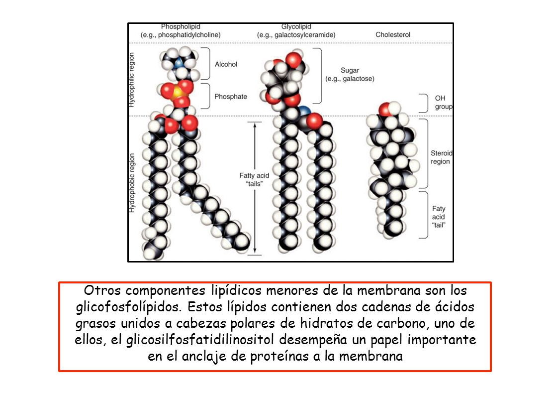 Otros componentes lipídicos menores de la membrana son los glicofosfolípidos.
