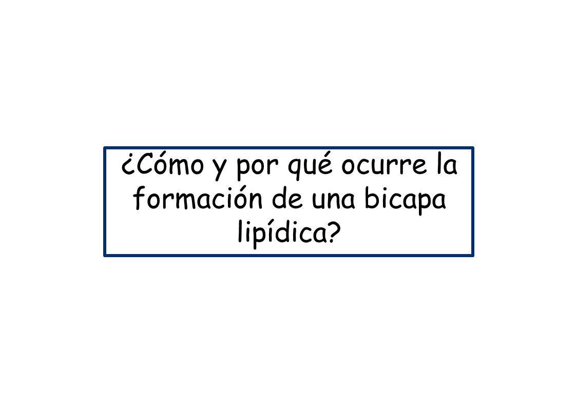 ¿Cómo y por qué ocurre la formación de una bicapa lipídica