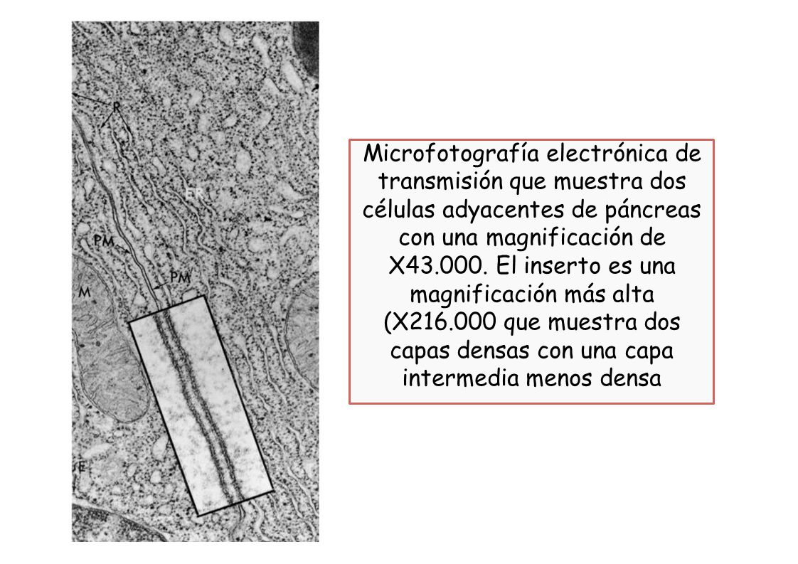 Microfotografía electrónica de transmisión que muestra dos células adyacentes de páncreas con una magnificación de X