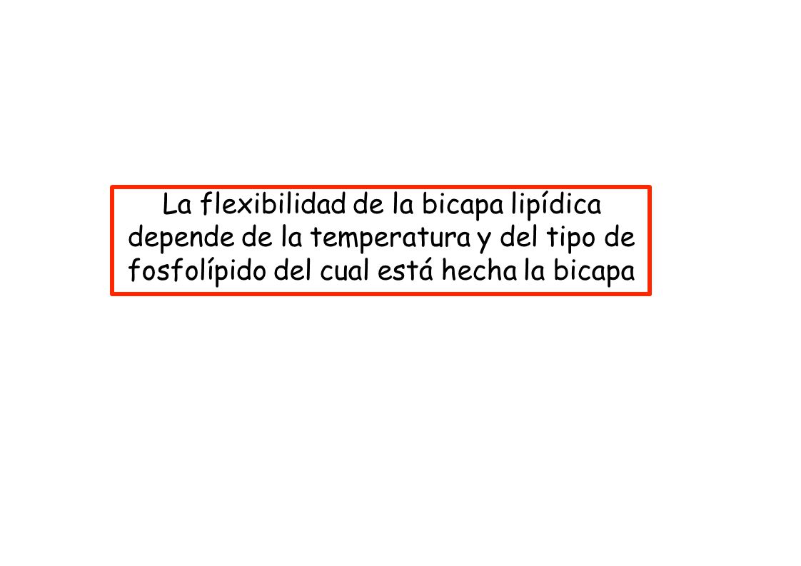 La flexibilidad de la bicapa lipídica depende de la temperatura y del tipo de fosfolípido del cual está hecha la bicapa