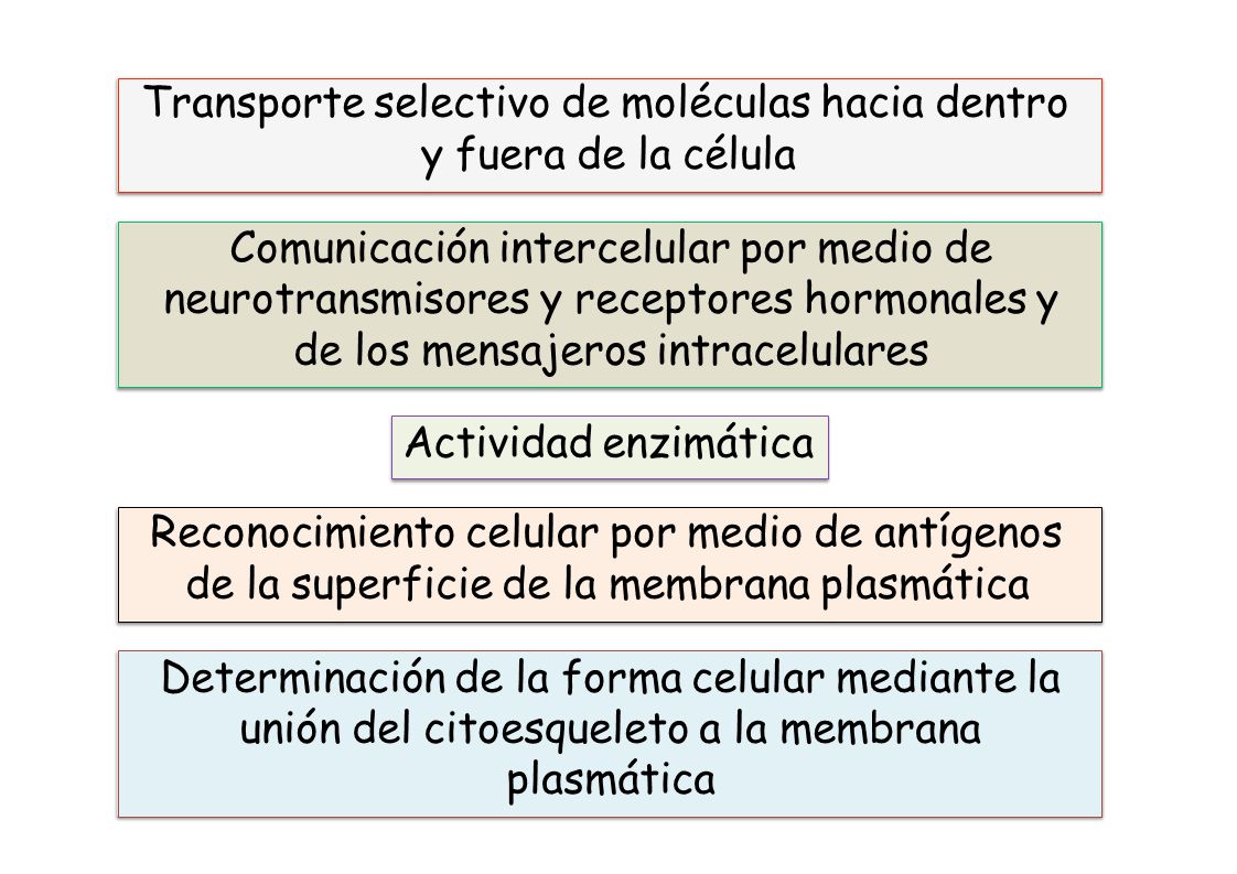 Transporte selectivo de moléculas hacia dentro y fuera de la célula