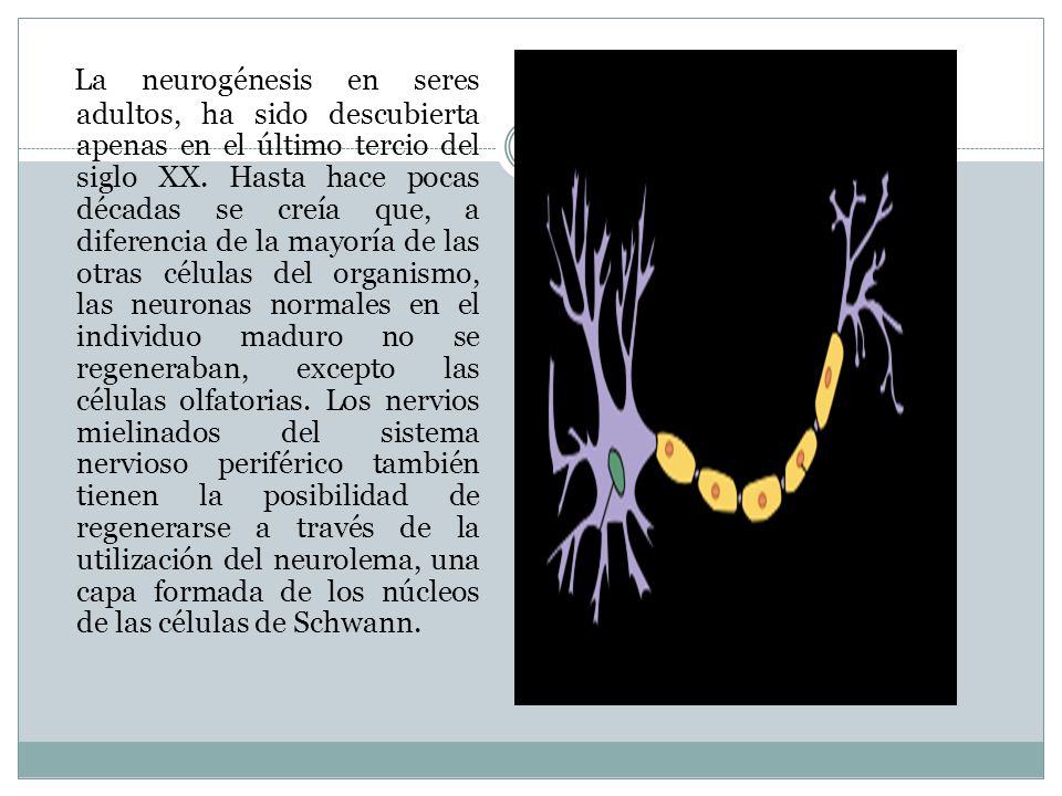 La neurogénesis en seres adultos, ha sido descubierta apenas en el último tercio del siglo XX.