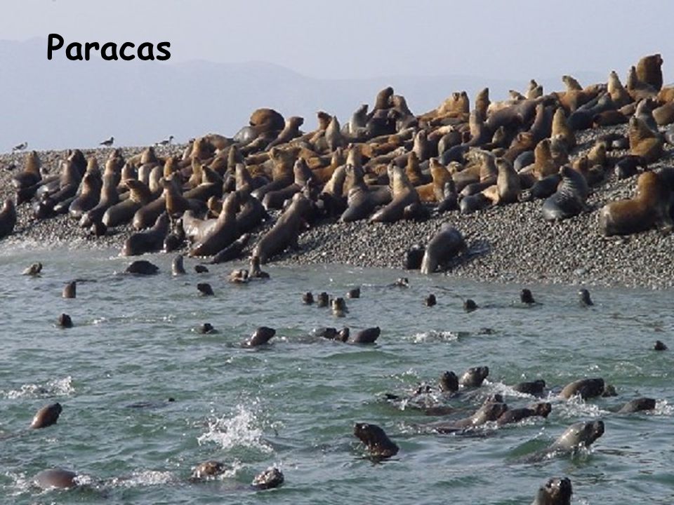 Paracas