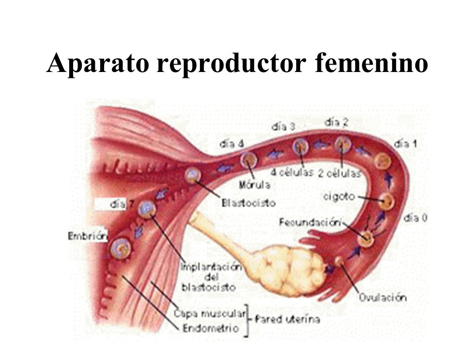 Aparato reproductor femenino