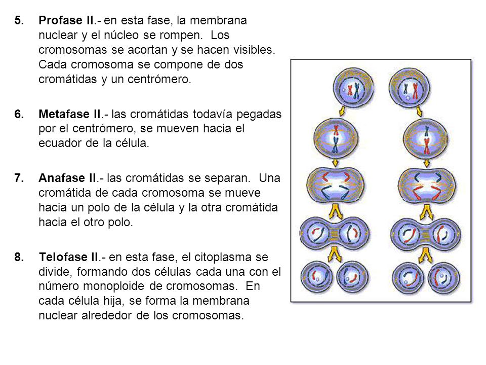 Profase II. - en esta fase, la membrana nuclear y el núcleo se rompen