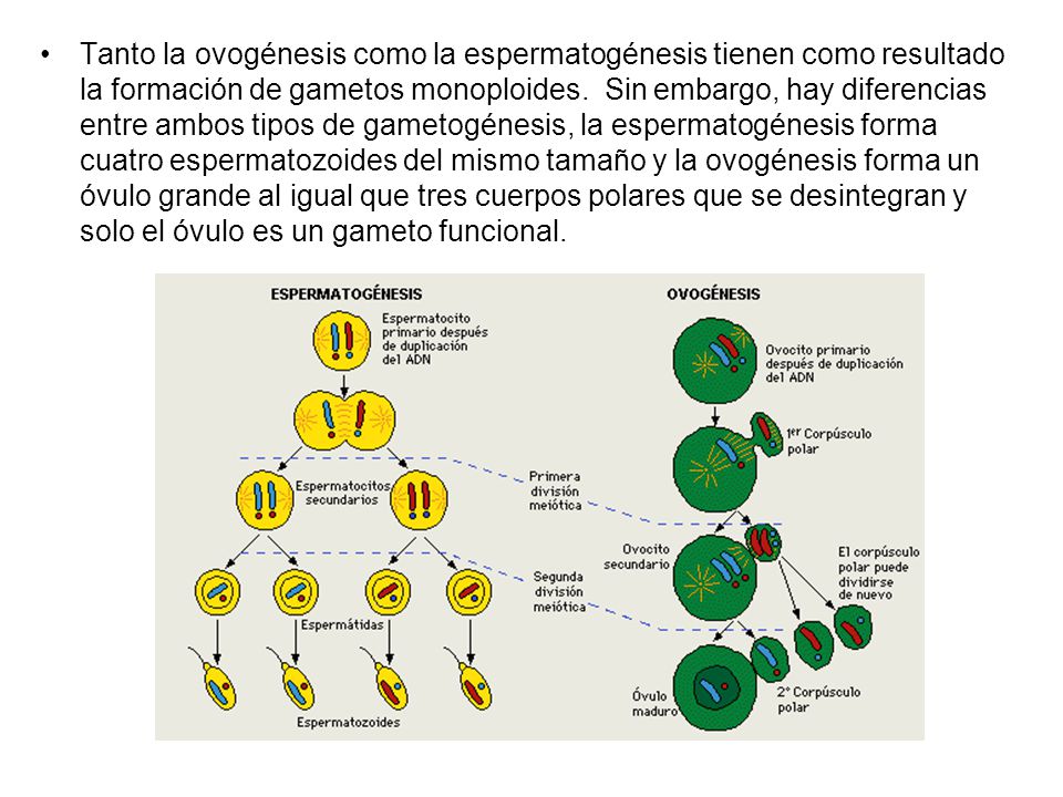 Tanto la ovogénesis como la espermatogénesis tienen como resultado la formación de gametos monoploides.