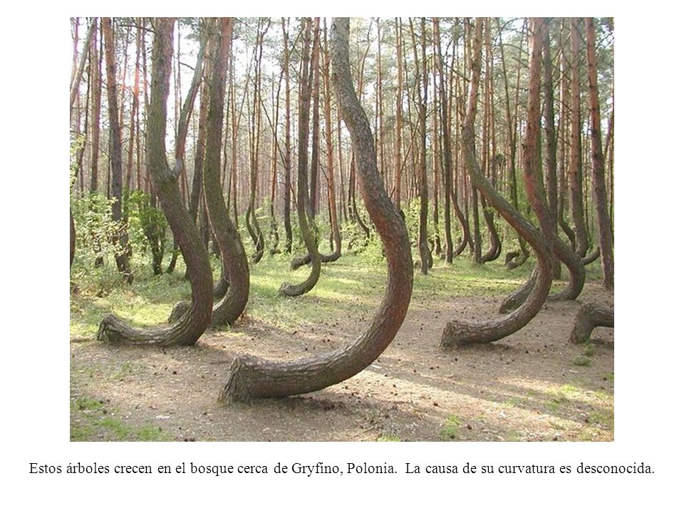 Estos árboles crecen en el bosque cerca de Gryfino, Polonia