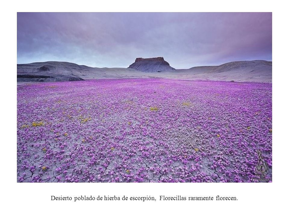 Desierto poblado de hierba de escorpión, Florecillas raramente florecen.