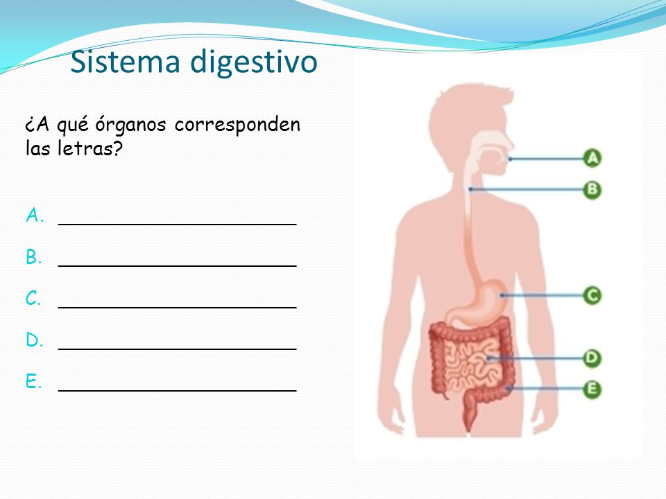 Sistema digestivo ¿A qué órganos corresponden las letras