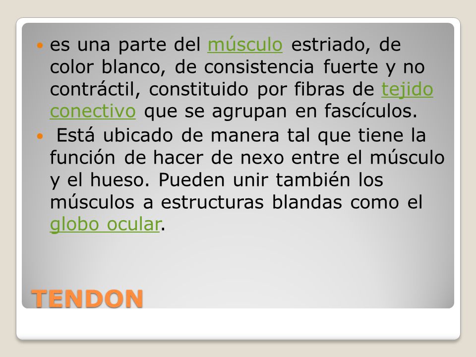 es una parte del músculo estriado, de color blanco, de consistencia fuerte y no contráctil, constituido por fibras de tejido conectivo que se agrupan en fascículos.
