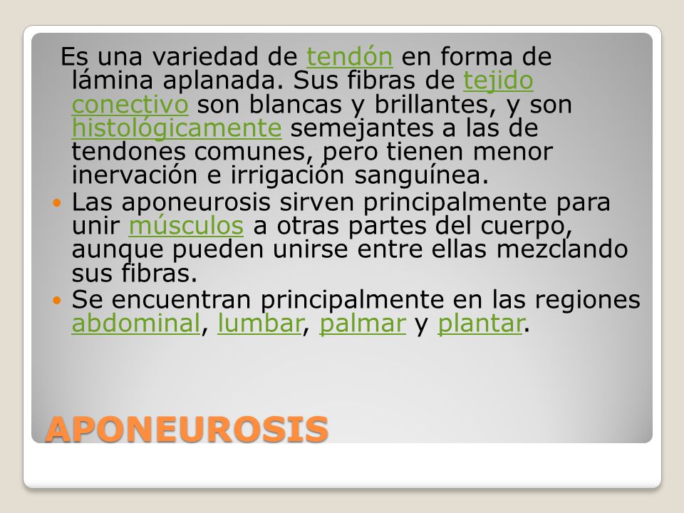 Es una variedad de tendón en forma de lámina aplanada