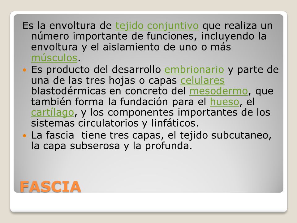 Es la envoltura de tejido conjuntivo que realiza un número importante de funciones, incluyendo la envoltura y el aislamiento de uno o más músculos.