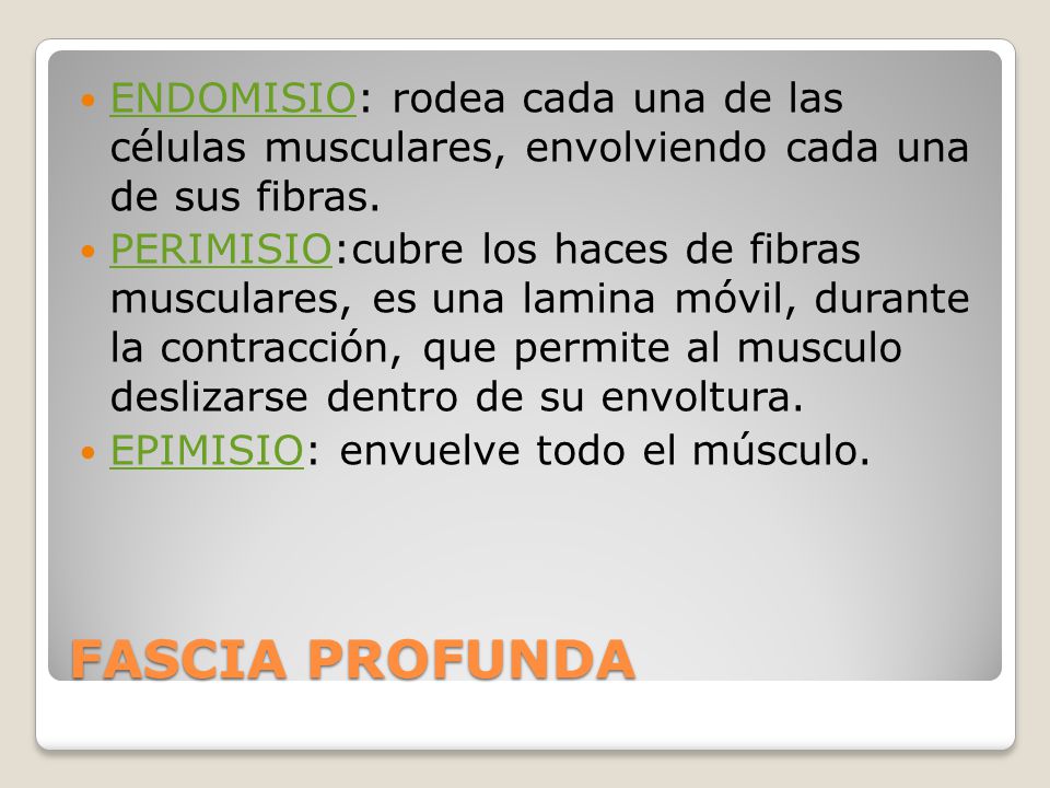 ENDOMISIO: rodea cada una de las células musculares, envolviendo cada una de sus fibras.
