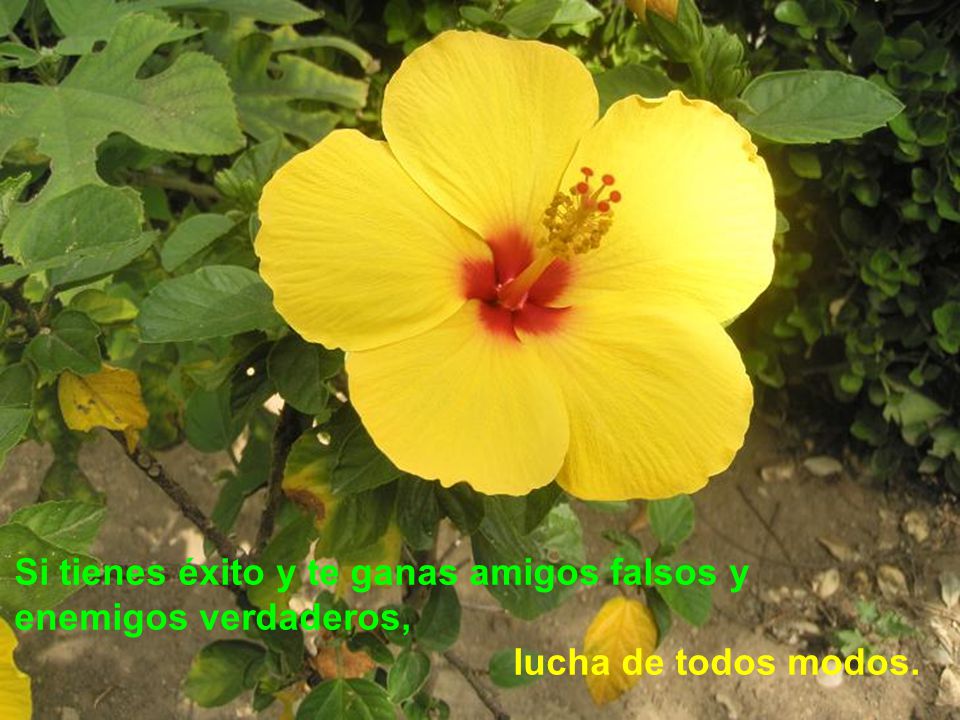 Si tienes éxito y te ganas amigos falsos y enemigos verdaderos,