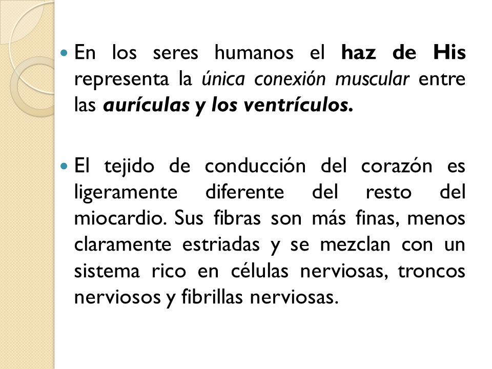 En los seres humanos el haz de His representa la única conexión muscular entre las aurículas y los ventrículos.
