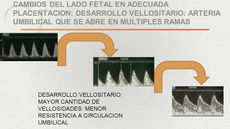 CAMBIOS DEL LADO FETAL EN ADECUADA PLACENTACION: DESARROLLO VELLOSITARIO: ARTERIA UMBILICAL QUE SE ABRE EN MULTIPLES RAMAS