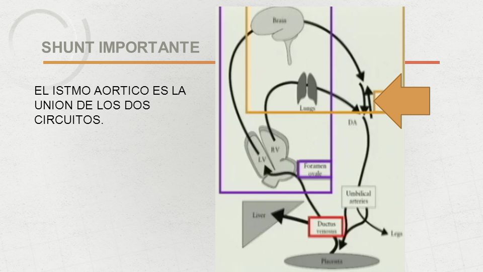 SHUNT IMPORTANTE EL ISTMO AORTICO ES LA UNION DE LOS DOS CIRCUITOS.