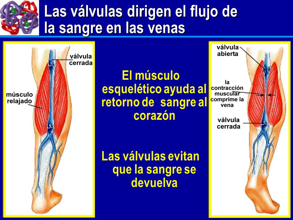 Las válvulas dirigen el flujo de la sangre en las venas