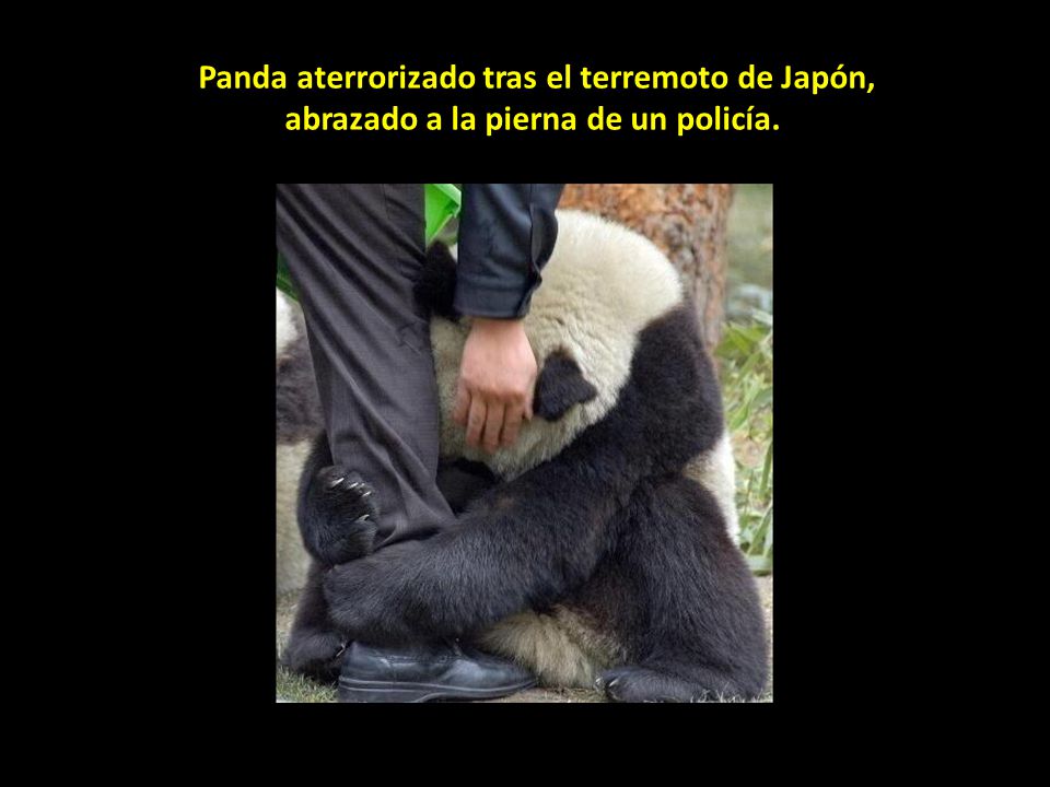 Panda aterrorizado tras el terremoto de Japón, abrazado a la pierna de un policía.