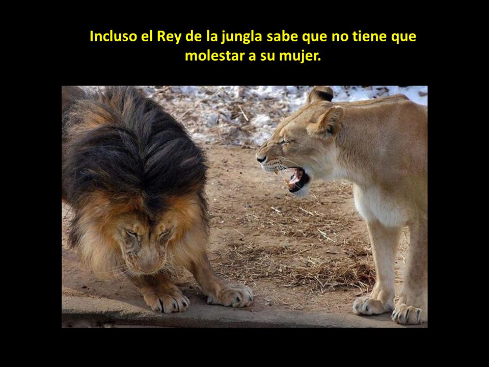 Incluso el Rey de la jungla sabe que no tiene que molestar a su mujer.