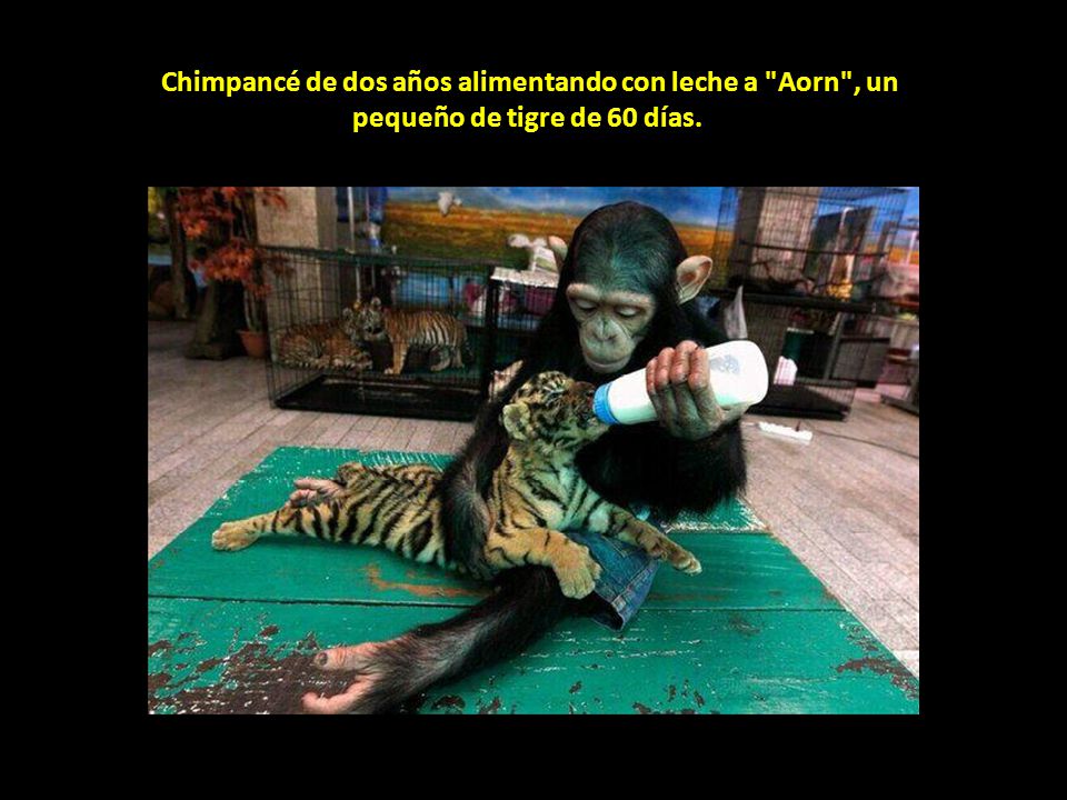 Chimpancé de dos años alimentando con leche a Aorn , un pequeño de tigre de 60 días.