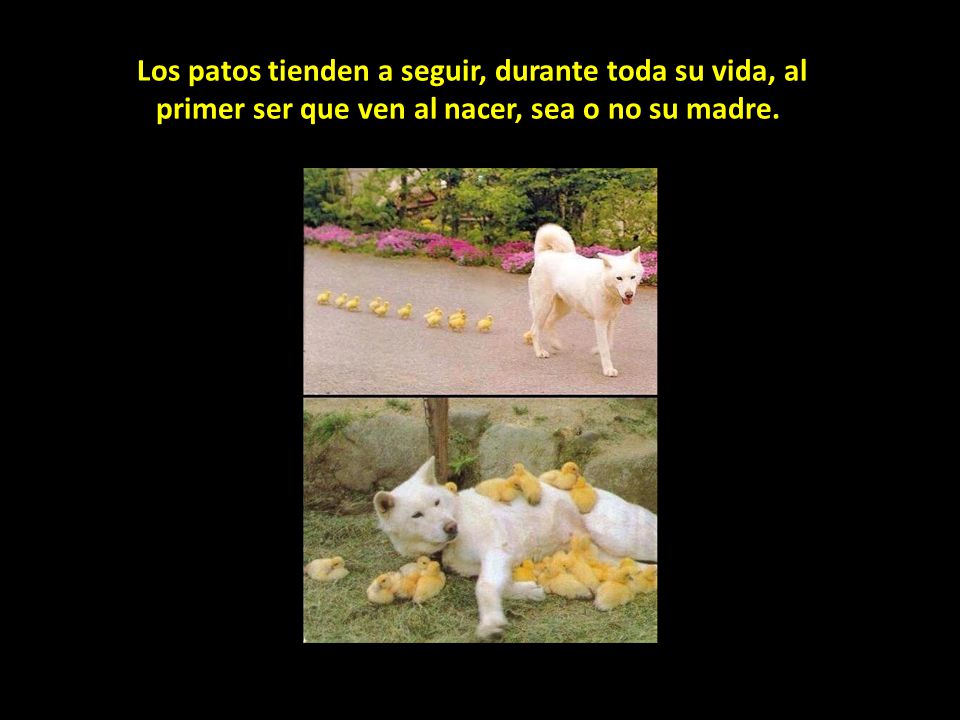 Los patos tienden a seguir, durante toda su vida, al primer ser que ven al nacer, sea o no su madre.