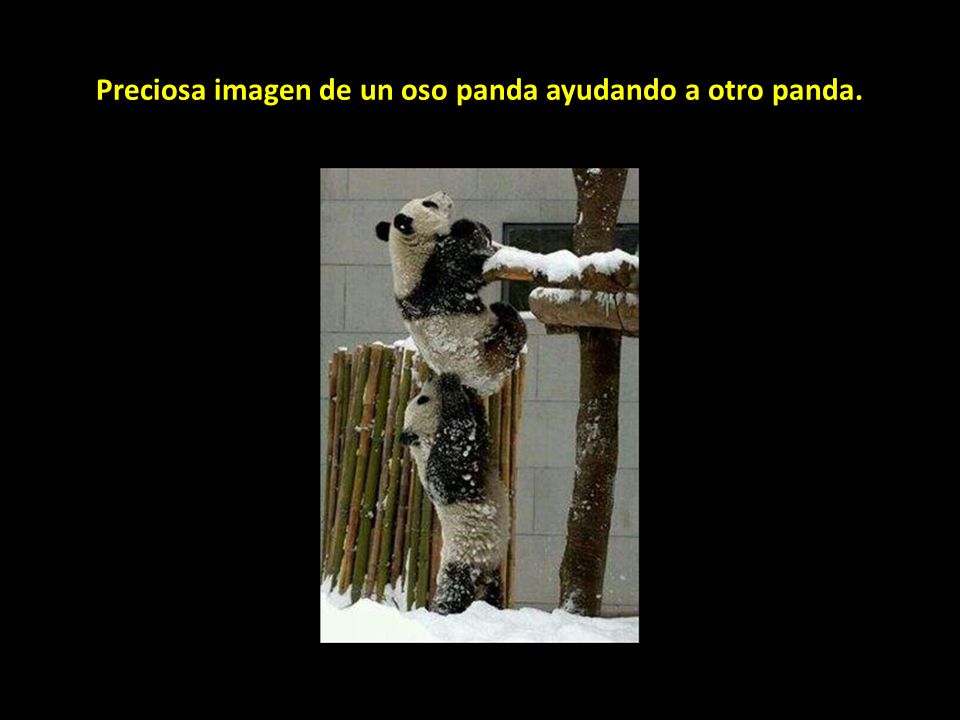 Preciosa imagen de un oso panda ayudando a otro panda.