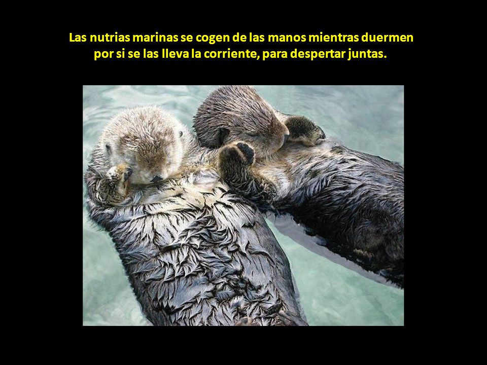 Las nutrias marinas se cogen de las manos mientras duermen por si se las lleva la corriente, para despertar juntas.