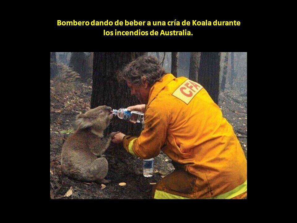 Bombero dando de beber a una cría de Koala durante los incendios de Australia.