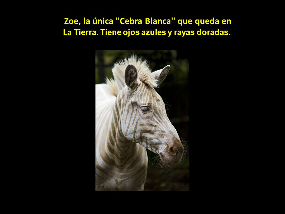 Zoe, la única Cebra Blanca que queda en La Tierra