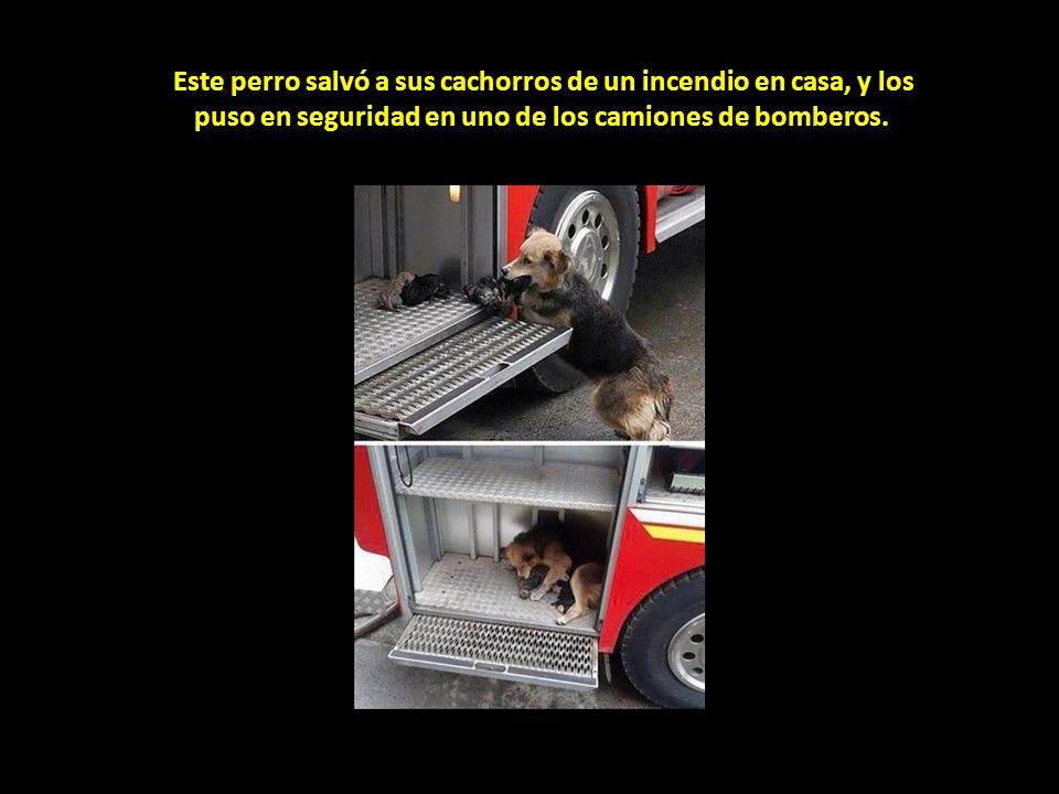 Este perro salvó a sus cachorros de un incendio en casa, y los puso en seguridad en uno de los camiones de bomberos.