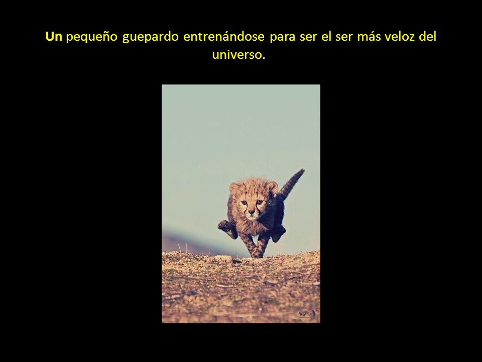 Un pequeño guepardo entrenándose para ser el ser más veloz del universo.