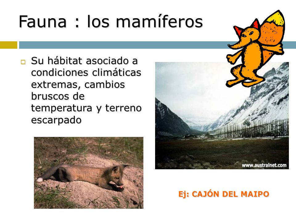 Fauna : los mamíferos Su hábitat asociado a condiciones climáticas extremas, cambios bruscos de temperatura y terreno escarpado.