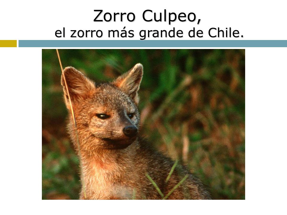 Zorro Culpeo, el zorro más grande de Chile.