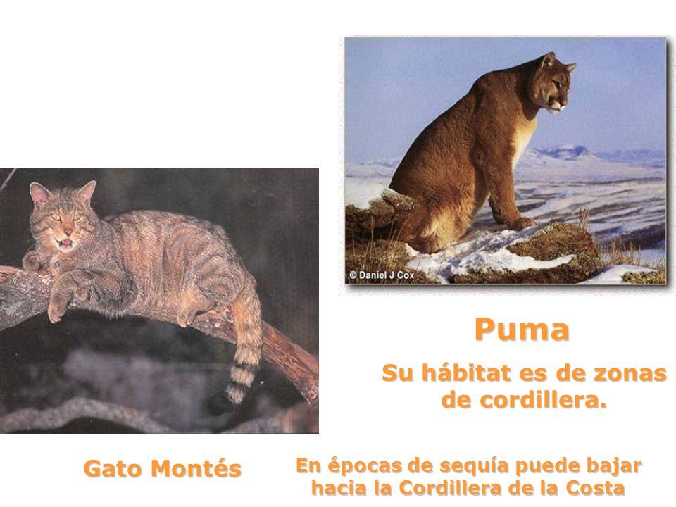 Puma Su hábitat es de zonas de cordillera. Gato Montés