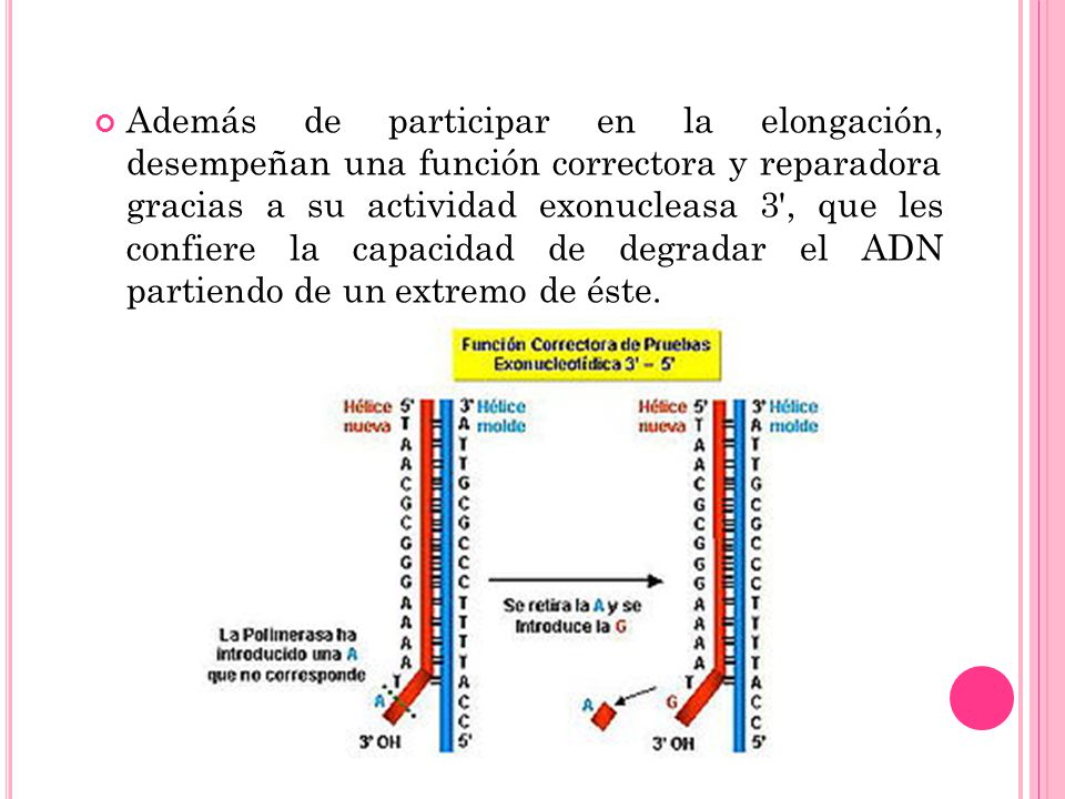 Además de participar en la elongación, desempeñan una función correctora y reparadora gracias a su actividad exonucleasa 3 , que les confiere la capacidad de degradar el ADN partiendo de un extremo de éste.
