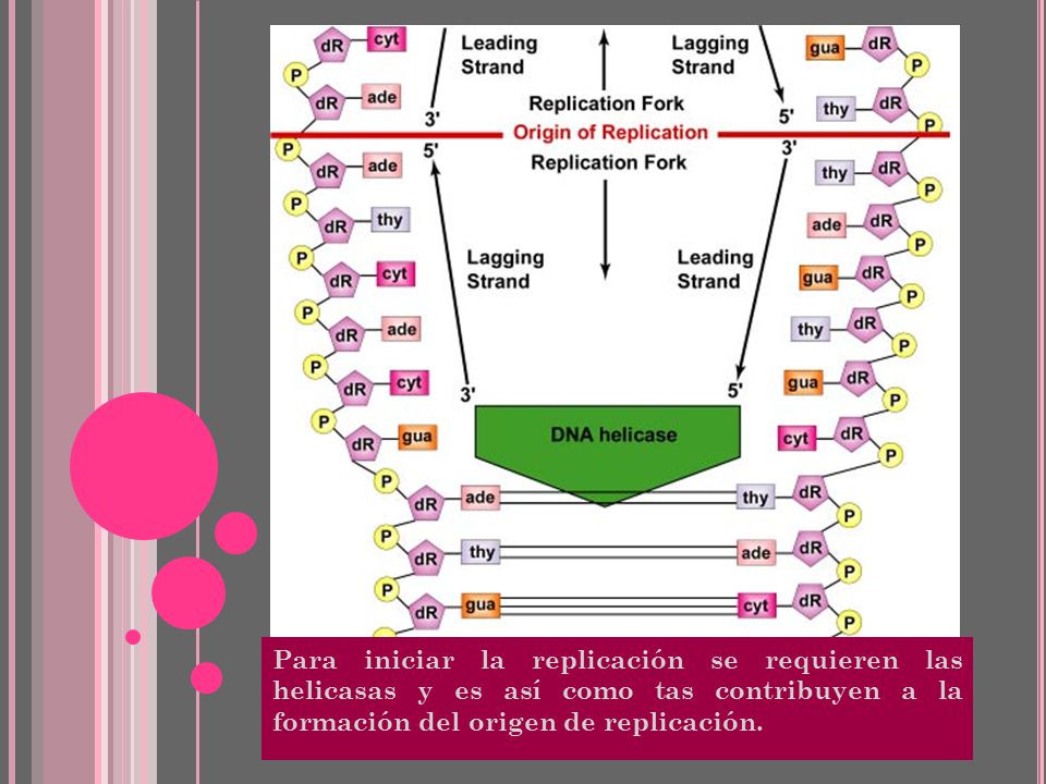 Para iniciar la replicación se requieren las helicasas y es así como tas contribuyen a la formación del origen de replicación.