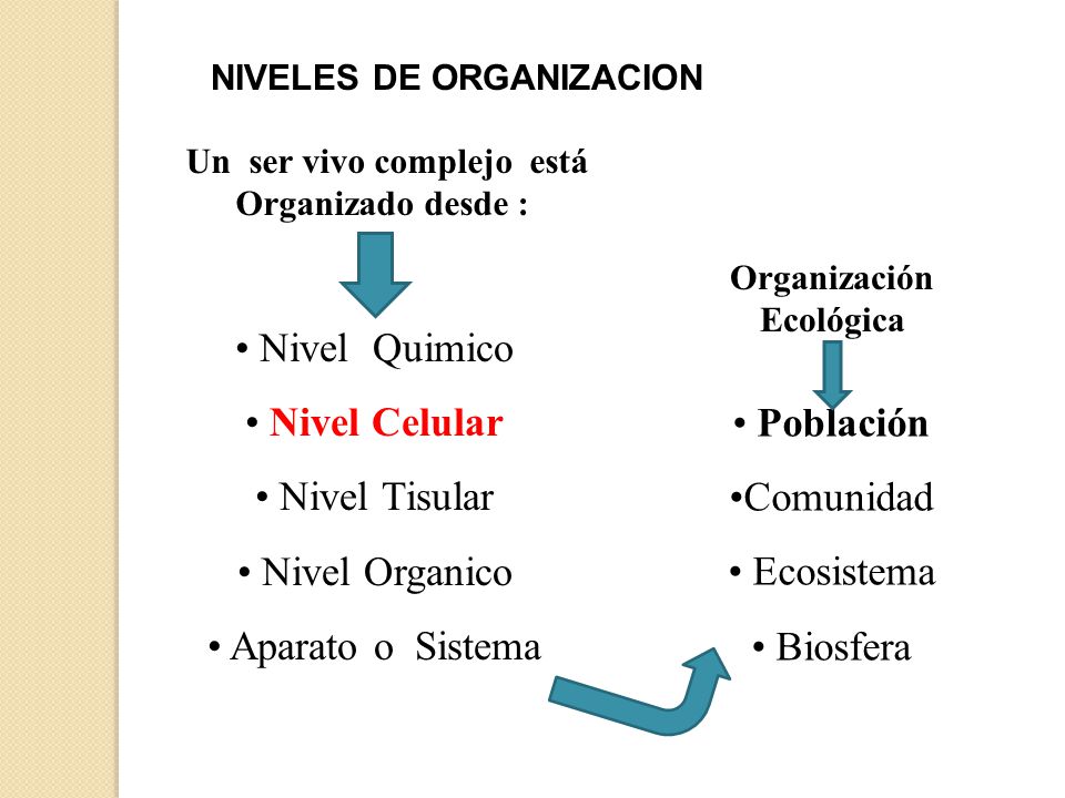 Un ser vivo complejo está Organizado desde : Organización Ecológica