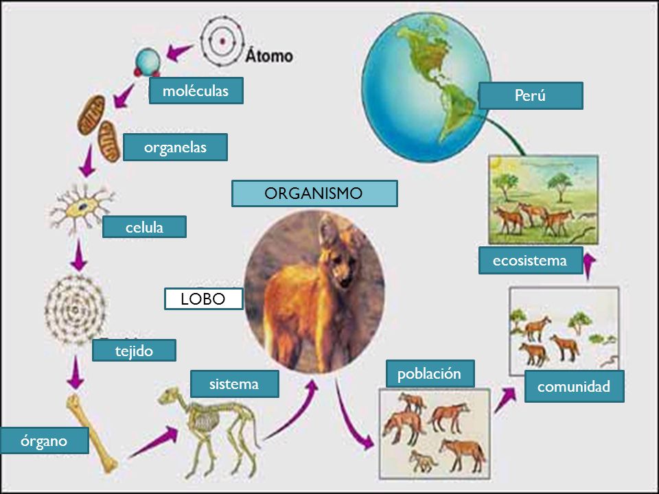 tejido celula organelas moléculas órgano sistema población comunidad ecosistema Perú ORGANISMO LOBO