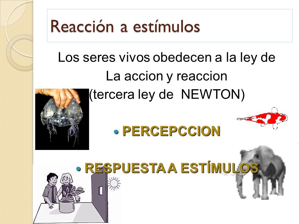 Reacción a estímulos Los seres vivos obedecen a la ley de