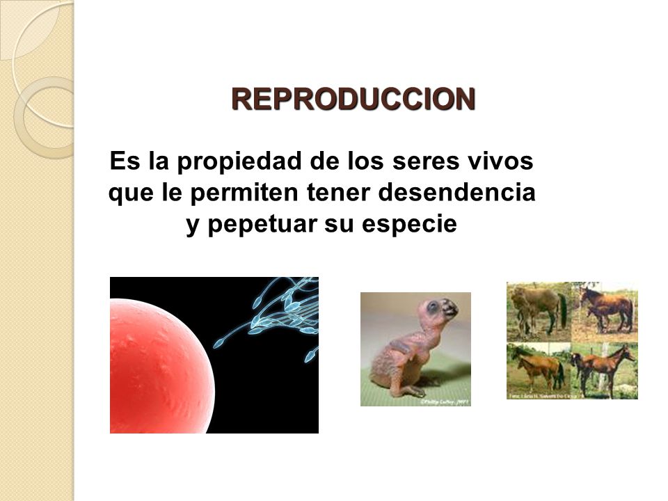 REPRODUCCION Es la propiedad de los seres vivos que le permiten tener desendencia y pepetuar su especie.