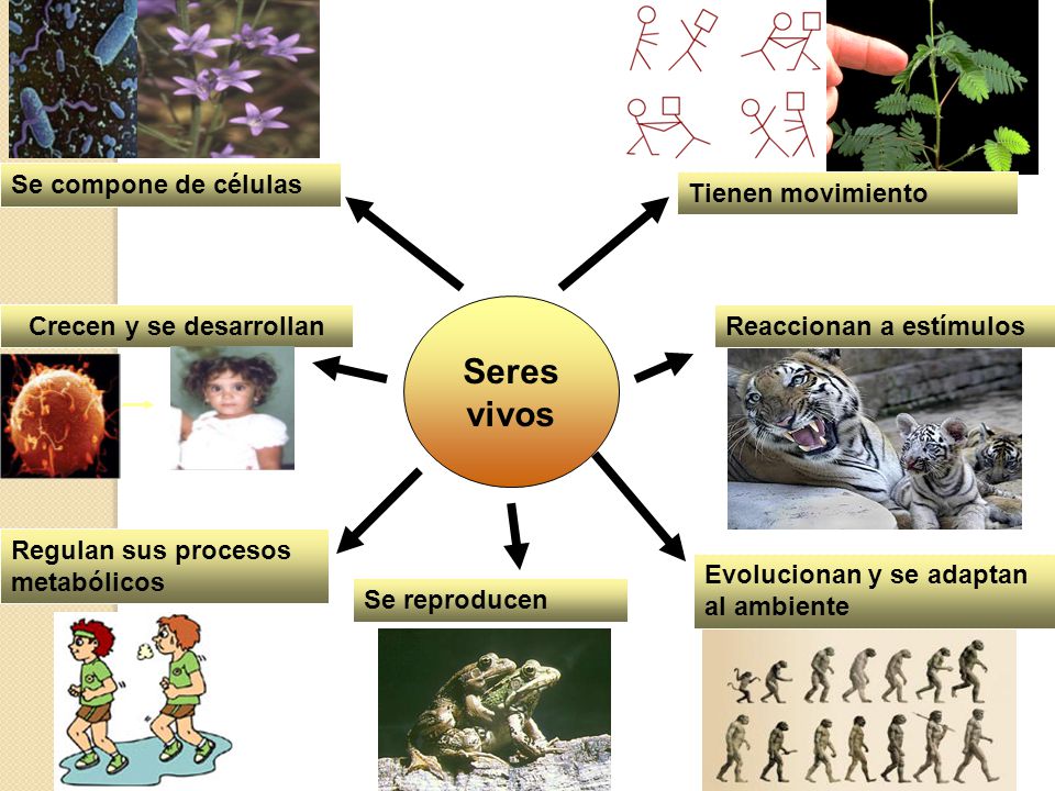 Crecen y se desarrollan