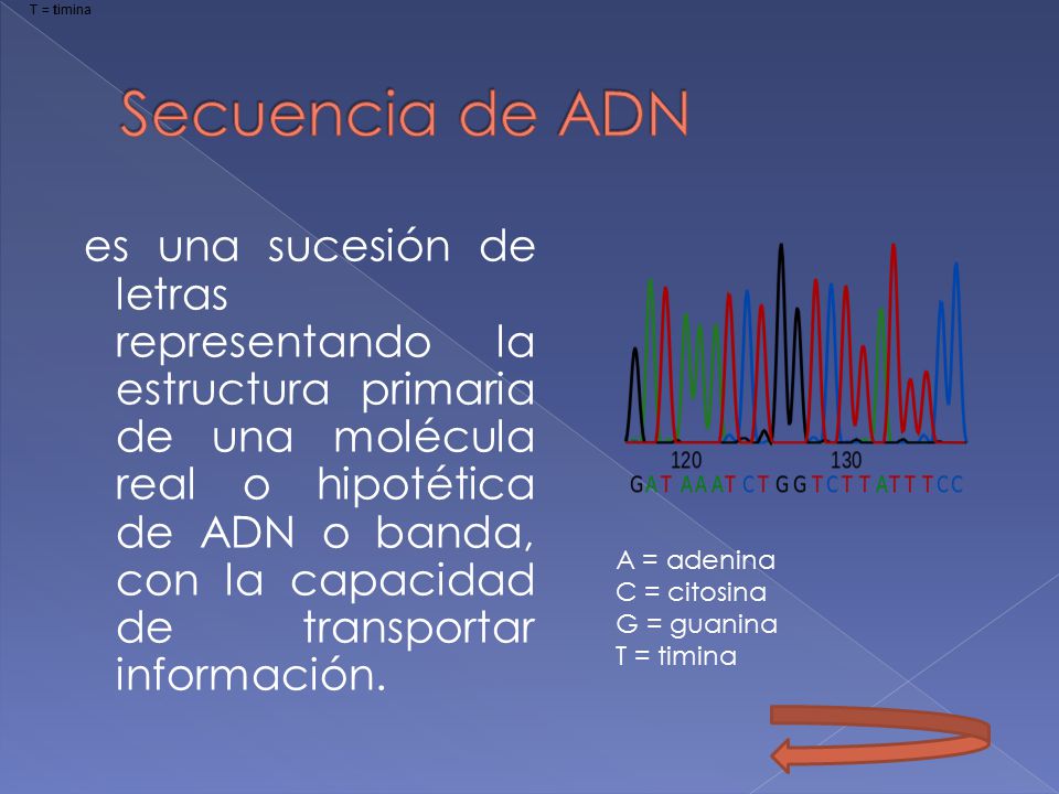 A = adenina C = citosina. G = guanina. T = timina. Secuencia de ADN.