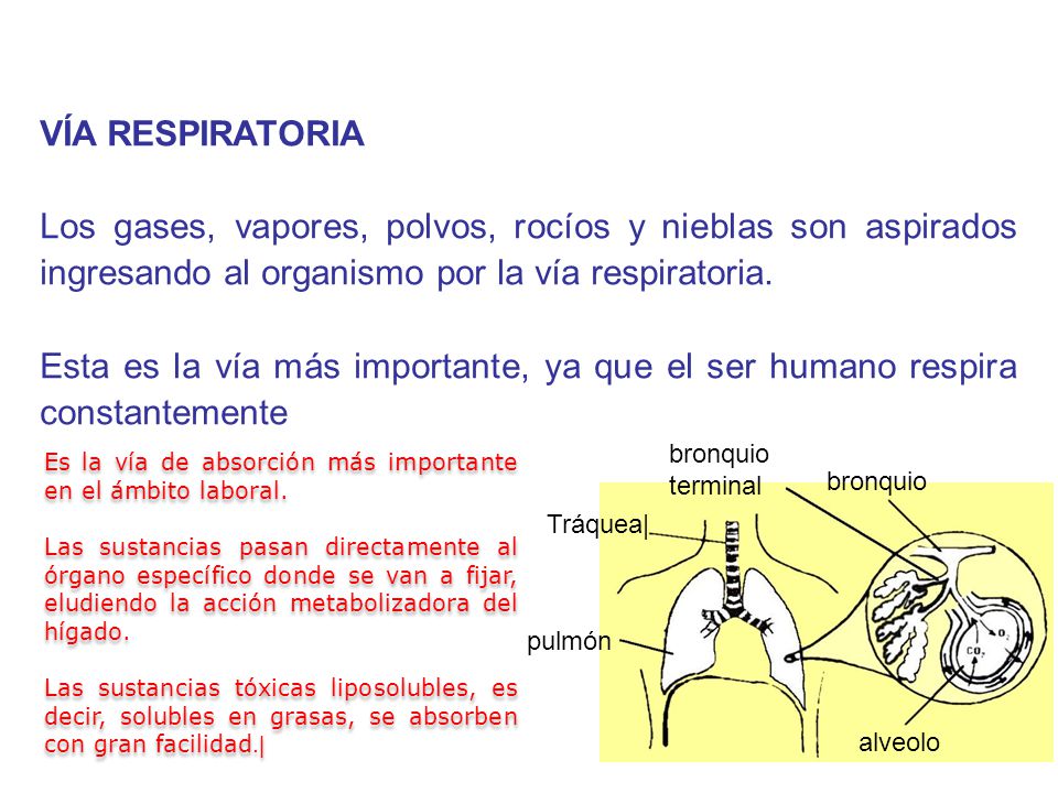 VÍA RESPIRATORIA Los gases, vapores, polvos, rocíos y nieblas son aspirados ingresando al organismo por la vía respiratoria.