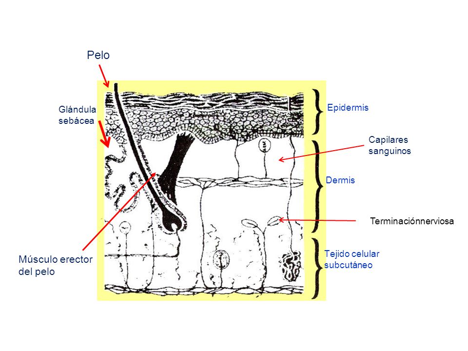 Pelo Músculo erector del pelo Epidermis Glándula sebácea Capilares