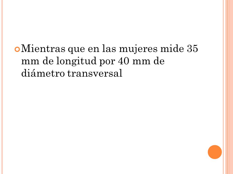 Mientras que en las mujeres mide 35 mm de longitud por 40 mm de diámetro transversal
