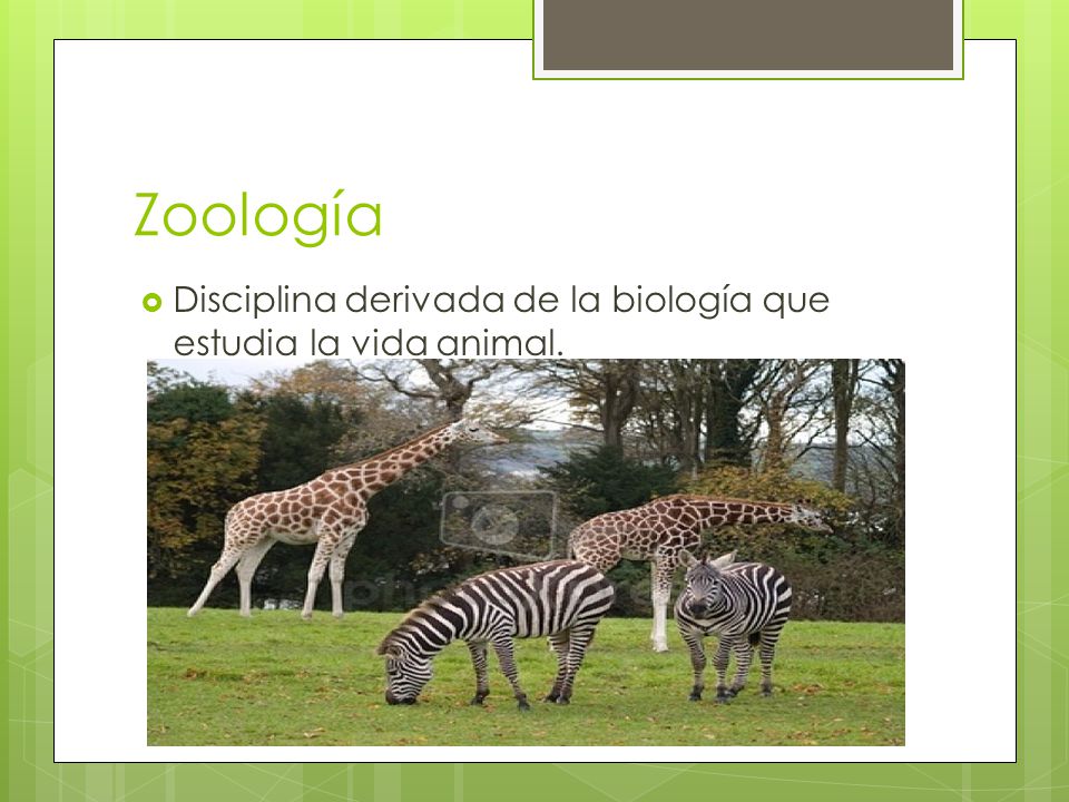 Zoología Disciplina derivada de la biología que estudia la vida animal.