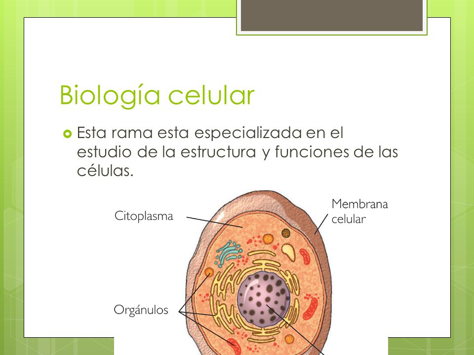 Biología celular Esta rama esta especializada en el estudio de la estructura y funciones de las células.